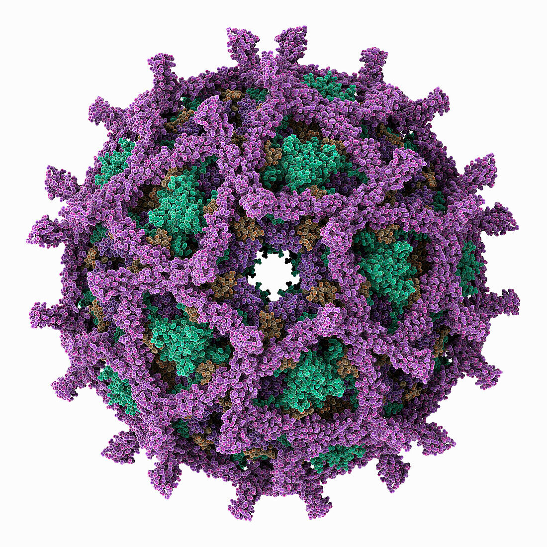 Echovirus 11 capsid, illustration