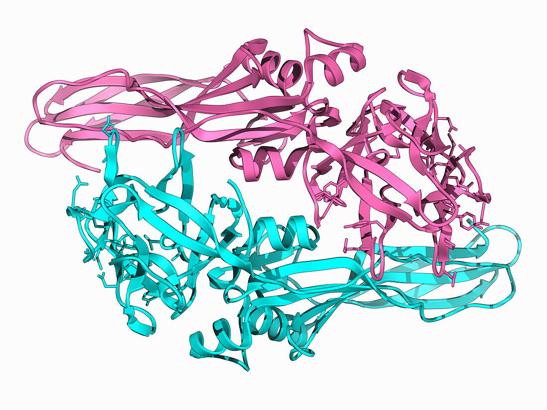 Bacillus thuringiensis toxin Tpp80Aa1, illustration
