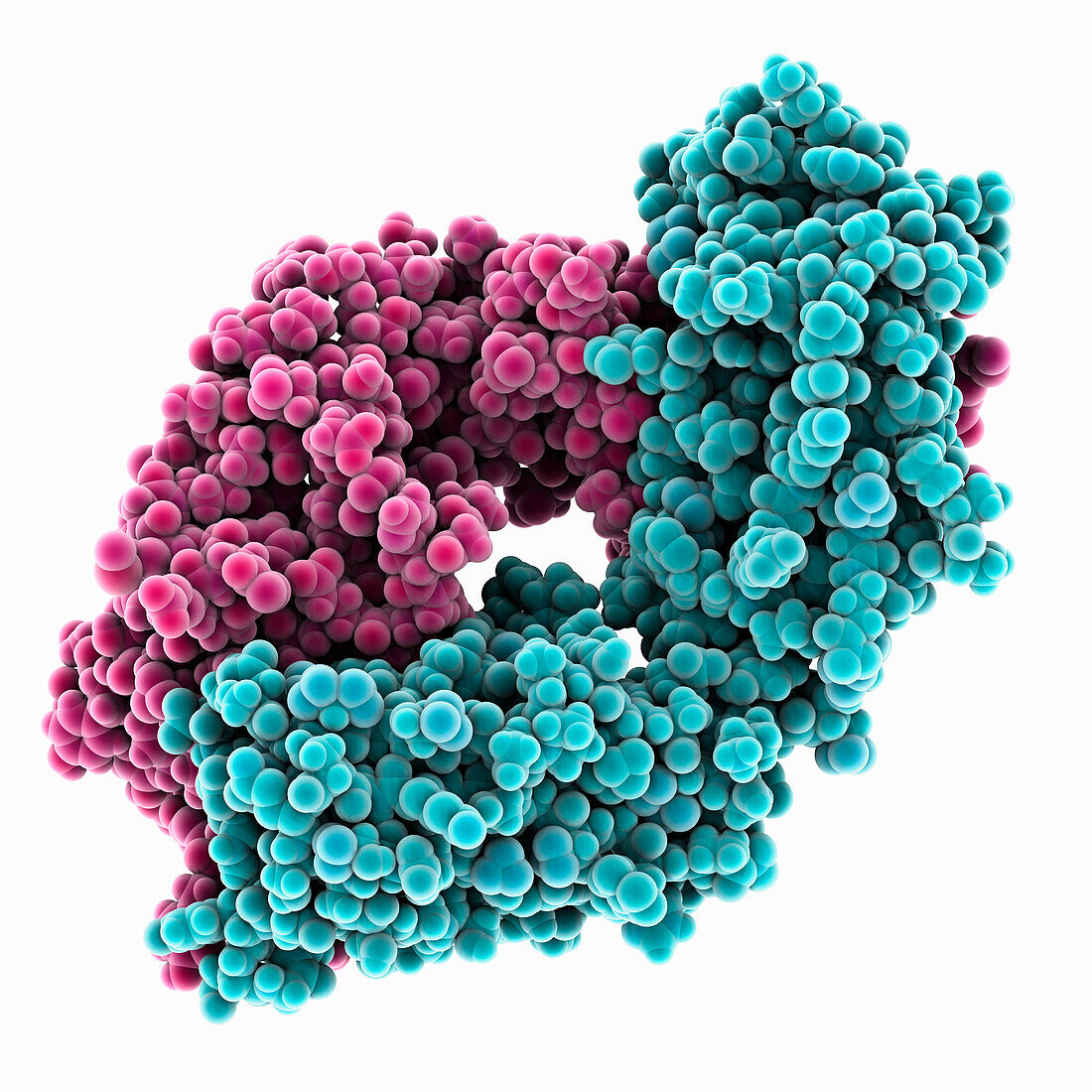 Anti-HIV antibody CG10, illustration