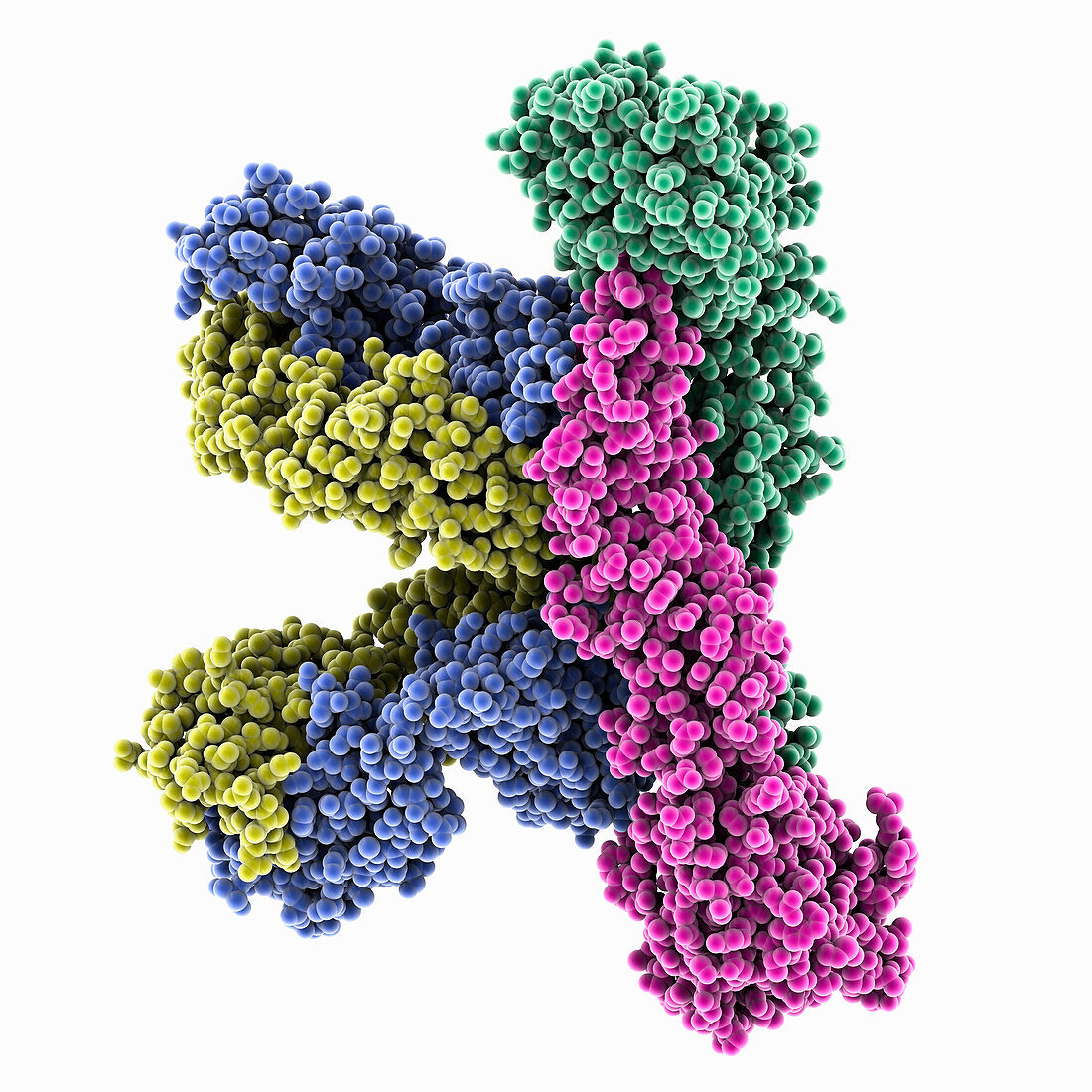 Zika virus envelope protein complex, illustration
