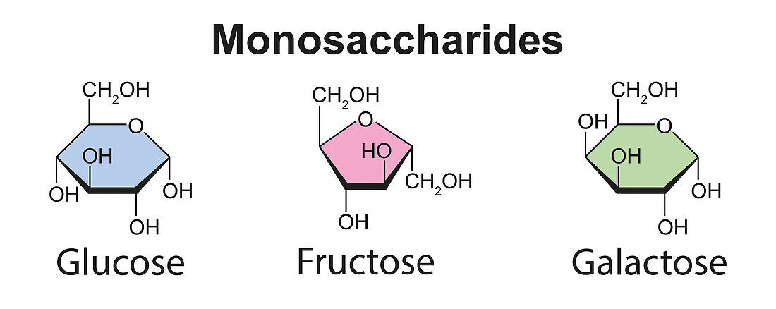 Monosaccharides, illustration