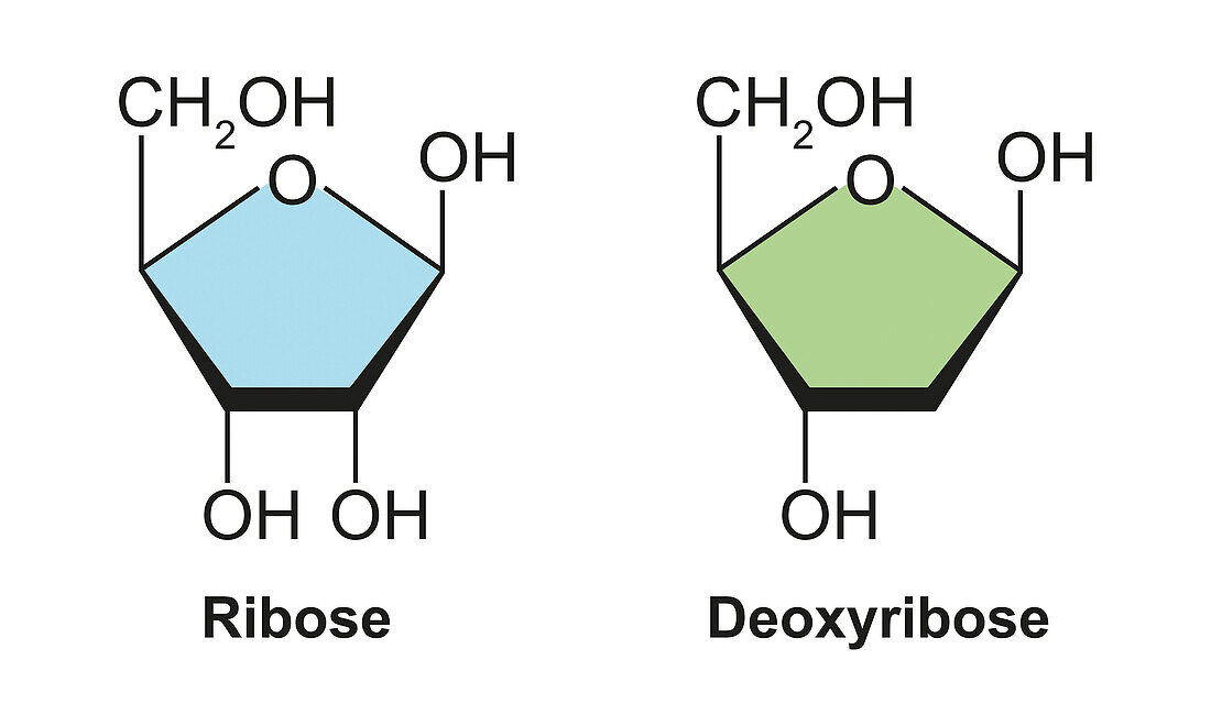 Ribose and deoxyribose sugar molecules, illustration