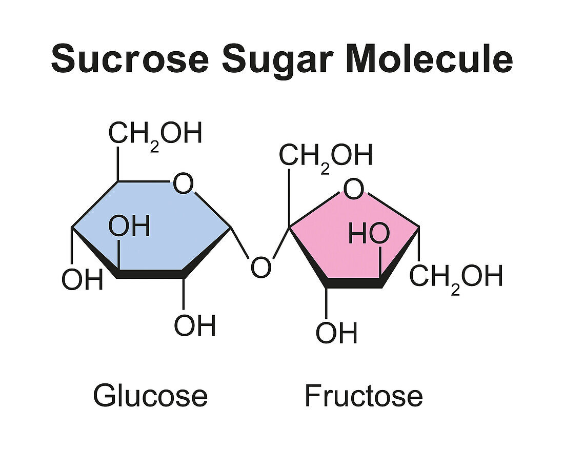 Sucrose sugar molecule, illustration