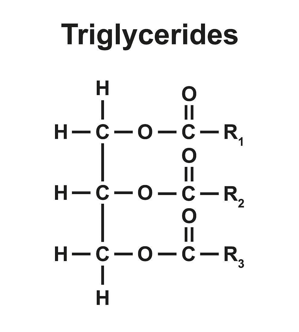 Triglyceride structure, Illustration – Bild kaufen – 13743714 ❘ Science  Photo Library