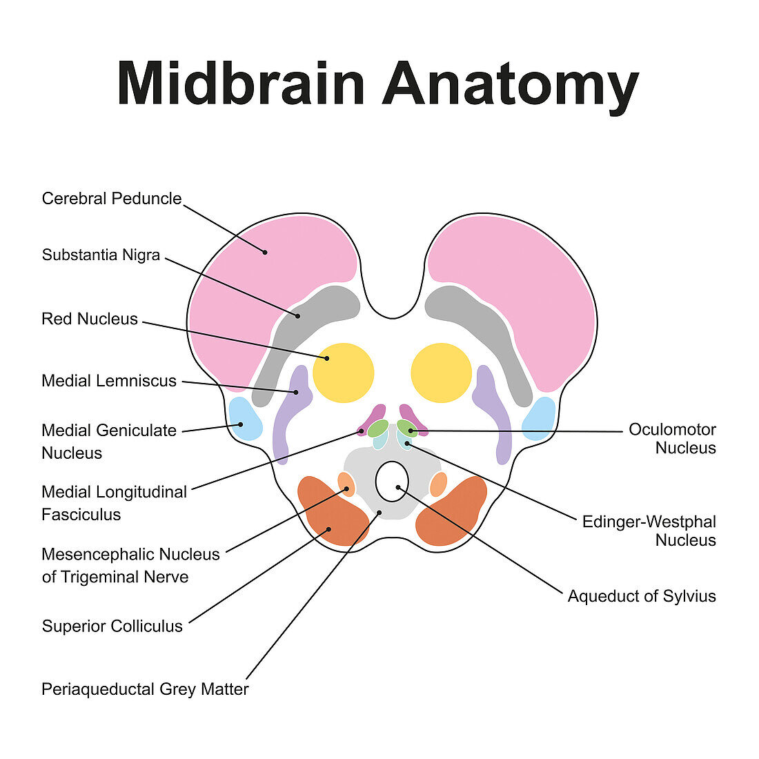 Midbrain anatomy, illustration