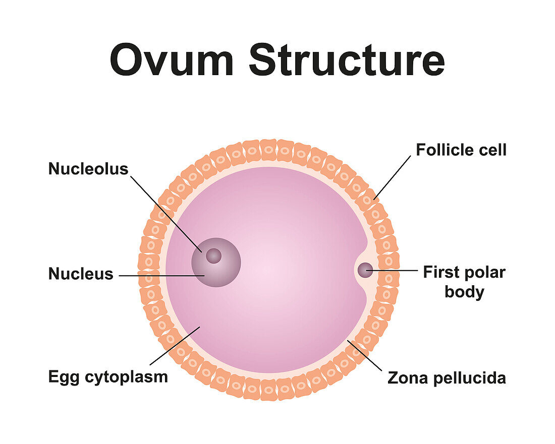 Ovum structure, illustration
