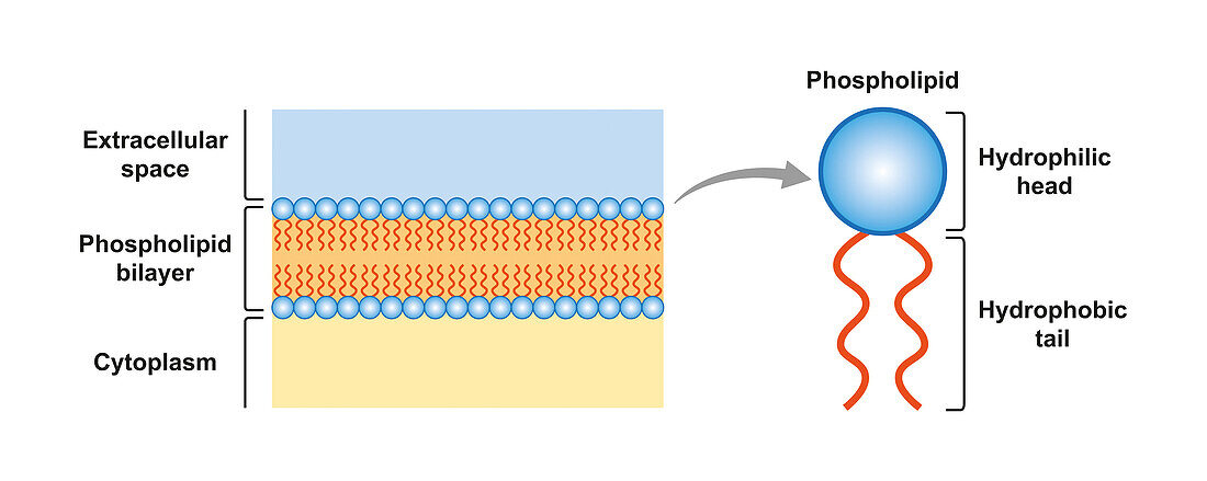 Phospholipid bilayer structure, illustration