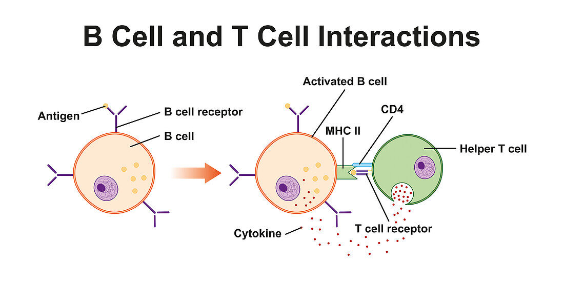 B cell and T cell interaction, illustration
