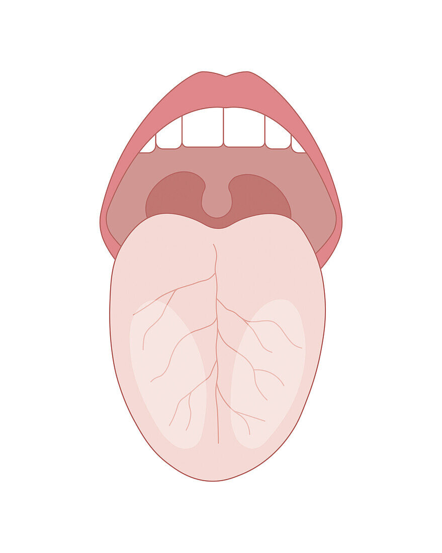 Human tongue, illustration