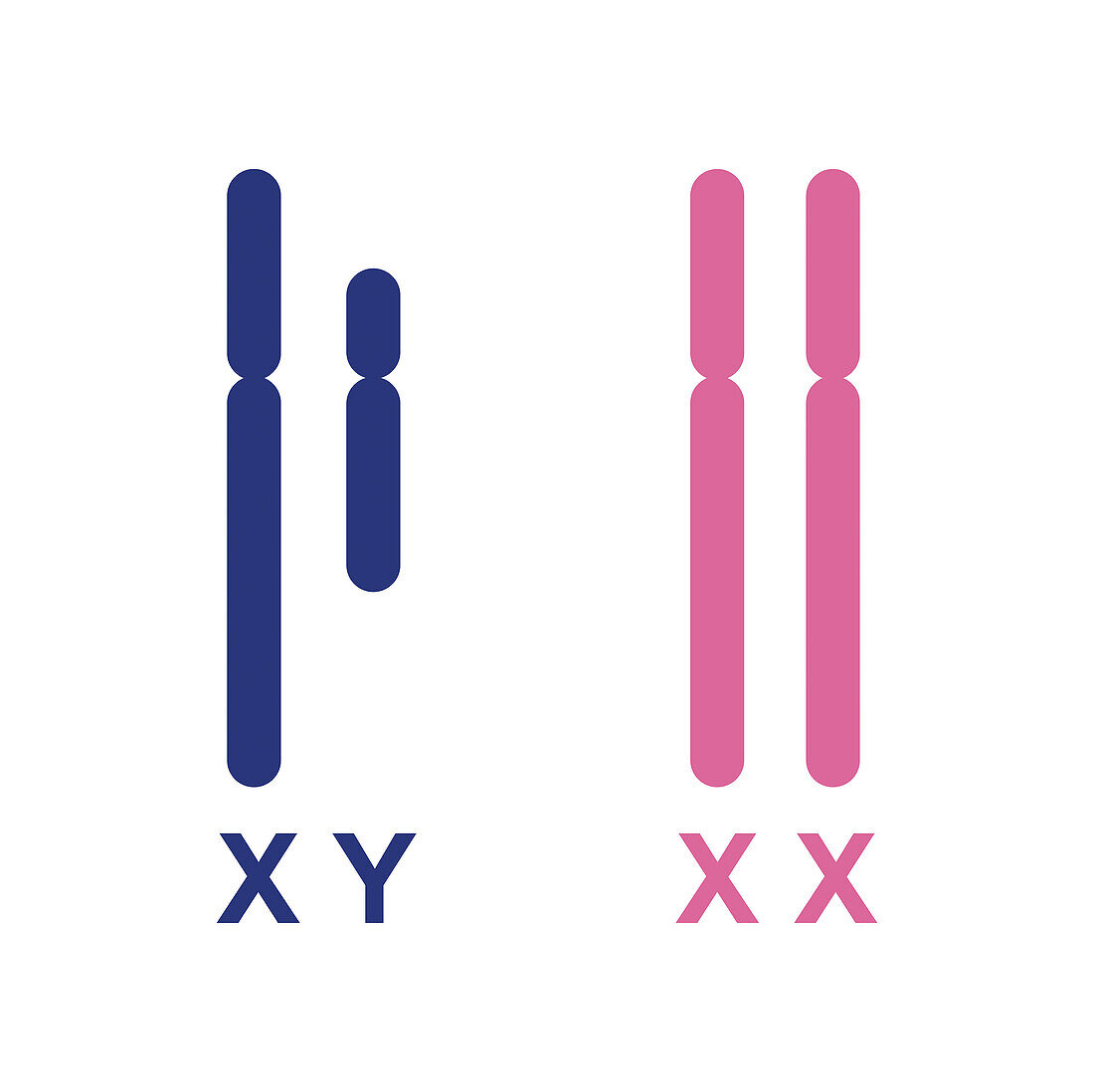 Human sex chromosomes, illustration