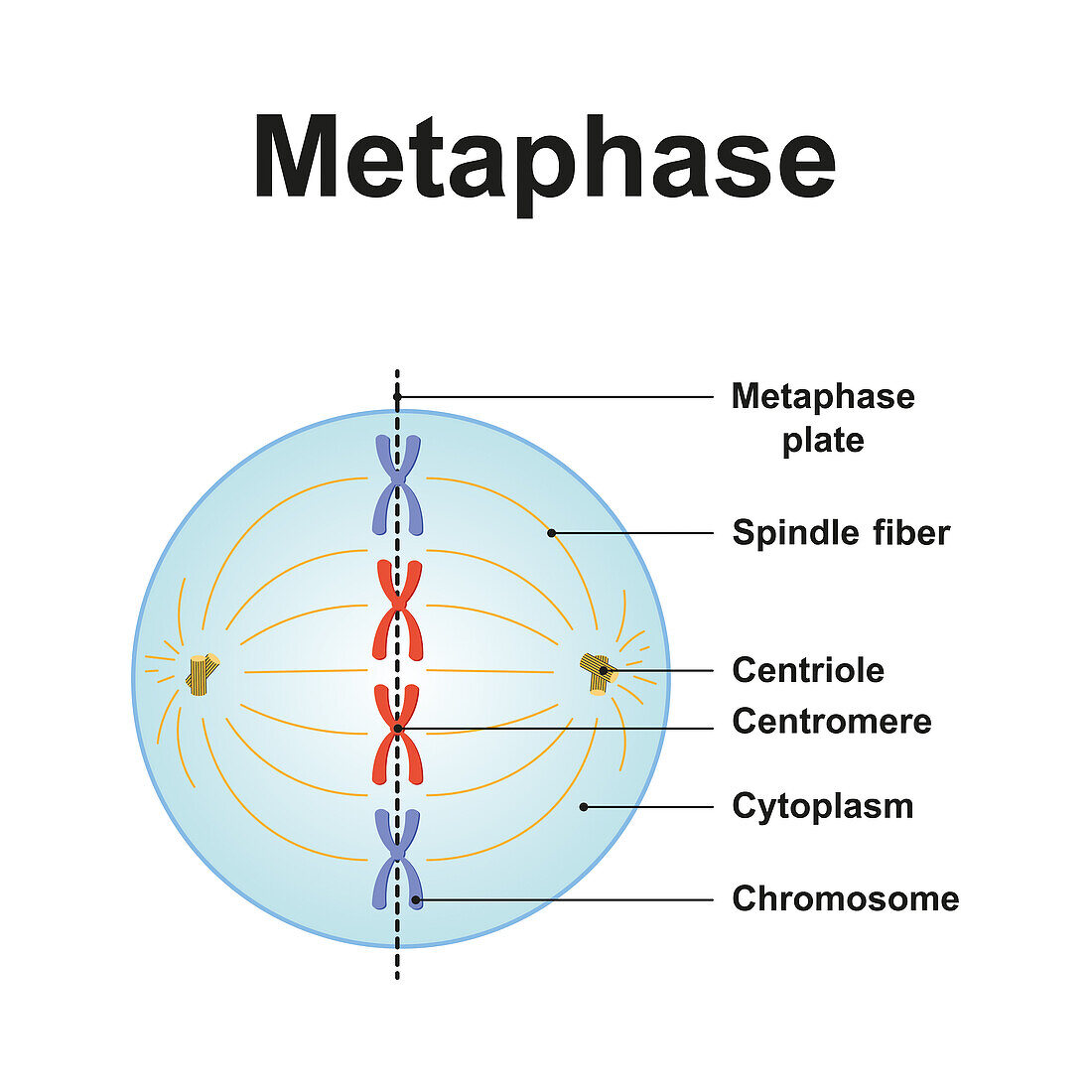 Metaphase, illustration