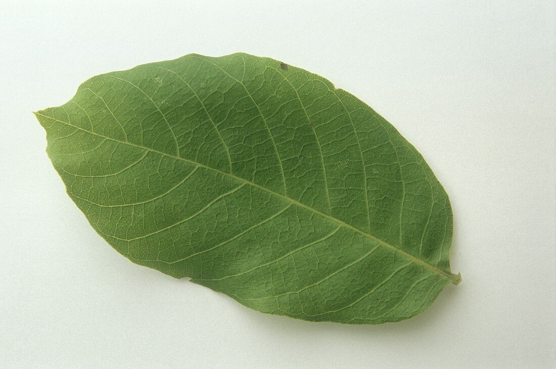 A walnut leaf (natural remedy)