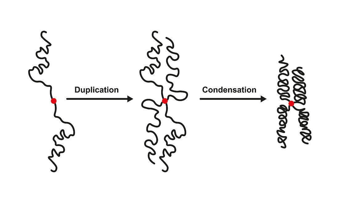 Chromosome duplication and condensation, illustration