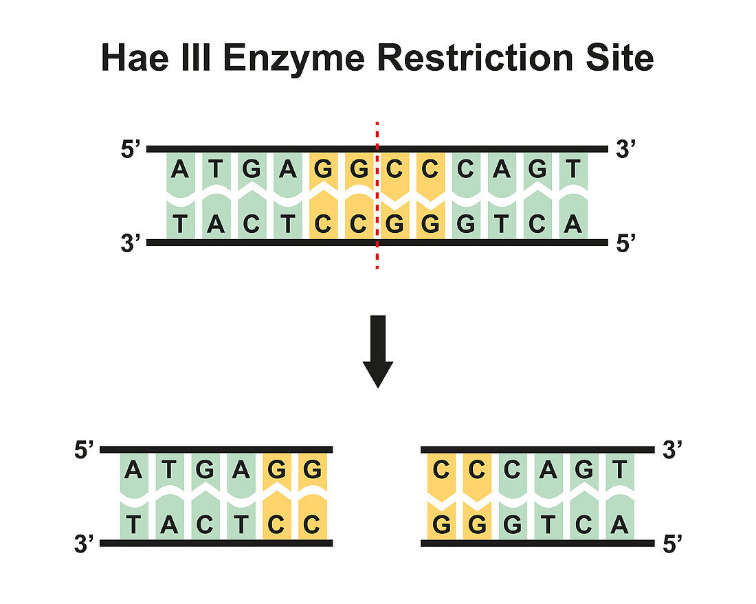 HaeIII enzyme restriction site, illustration