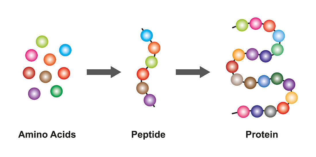 Formation of proteins, illustration