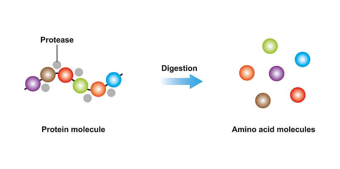 Protein digestion, illustration