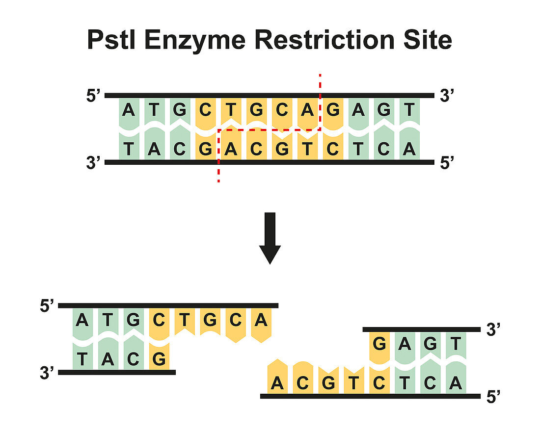 PstI enzyme restriction site, illustration