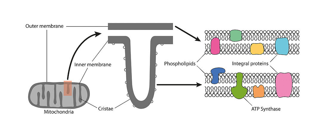 Structure of mitochondria, illustration