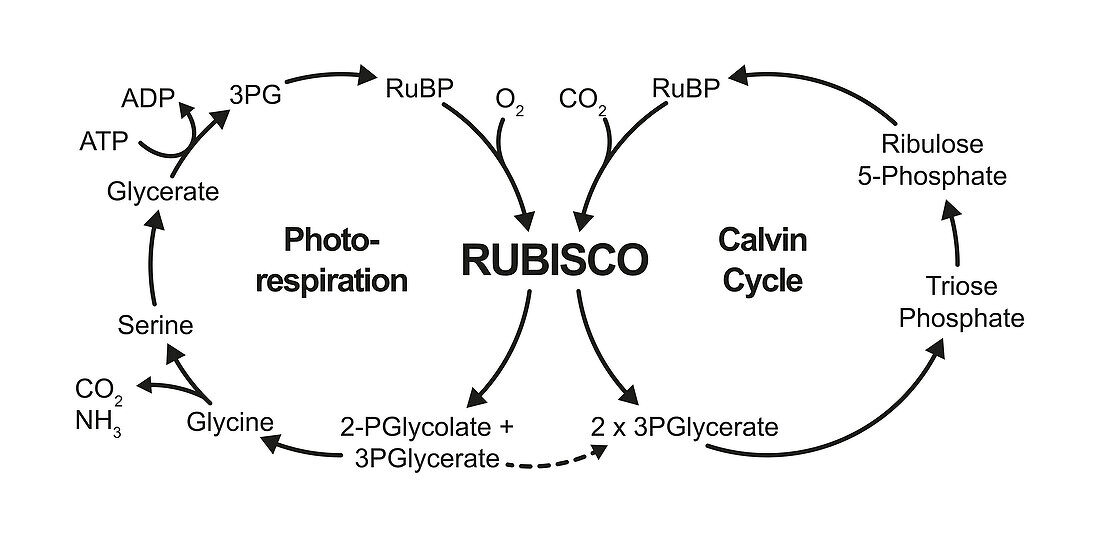 Photorespiration and the Calvin Cycle, illustration