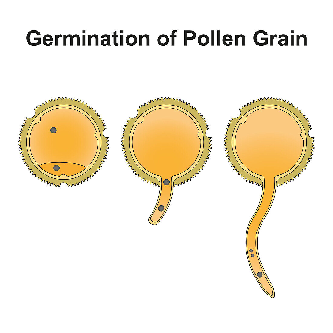 Germination of a pollen grain, illustration