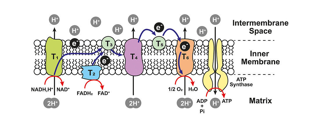 Oxidative phosphorylation, illustration