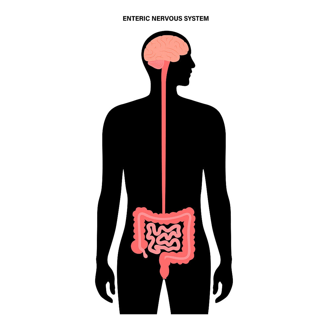 Gut brain connection, illustration