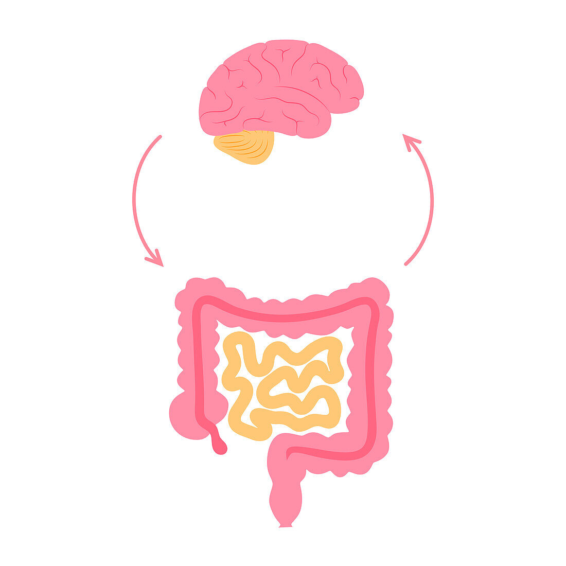 Gut brain connection, illustration