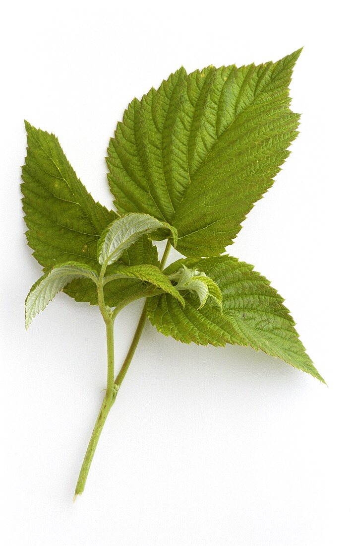 Raspberry leaves (natural remedy)