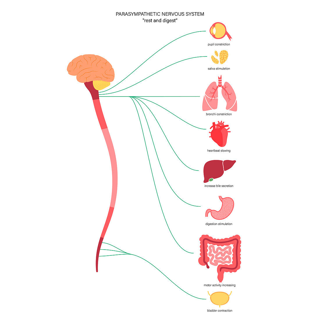 Parasympathetic nervous system, illustration