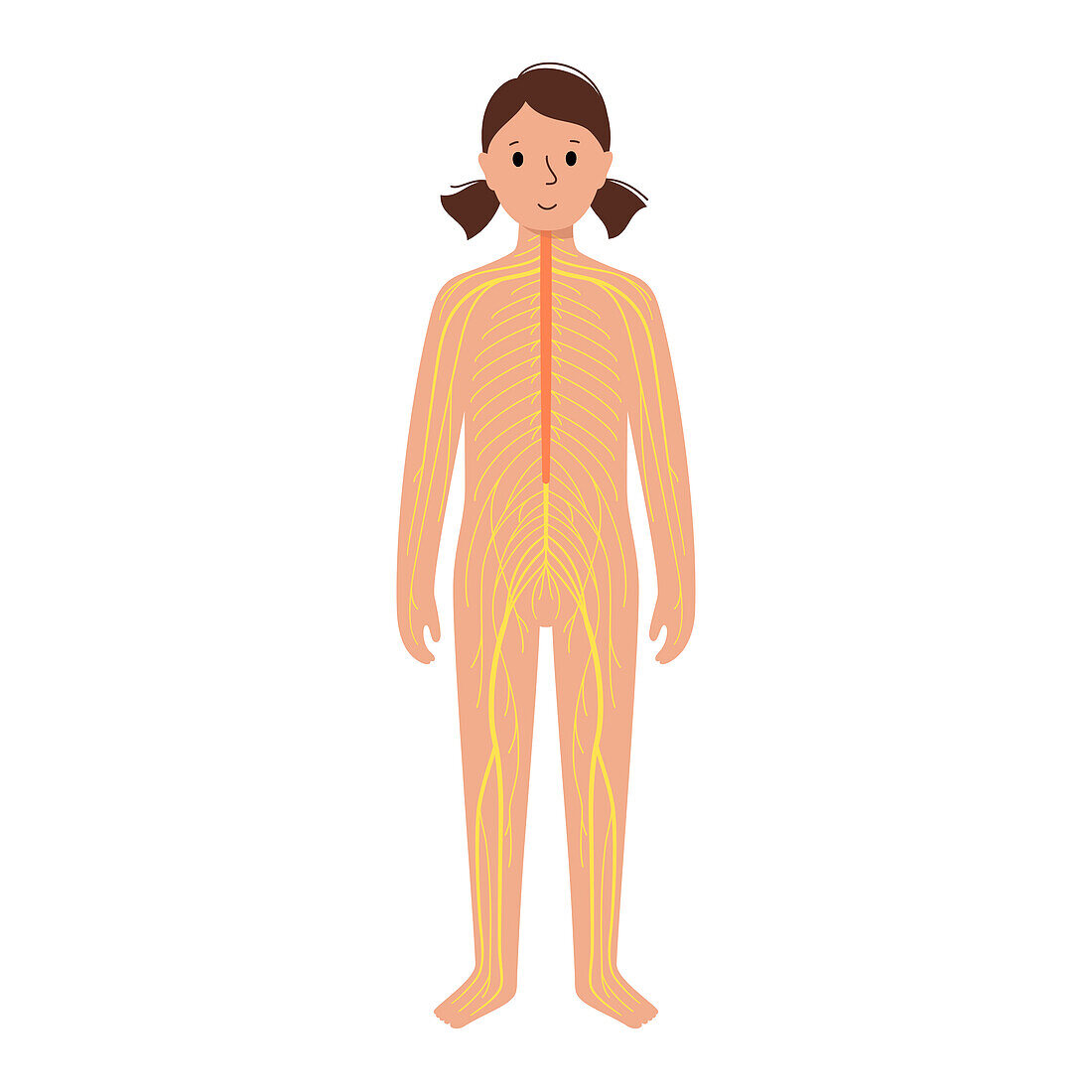 Human nervous system, illustration