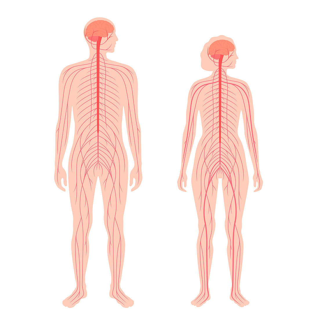 Central nervous system, illustration