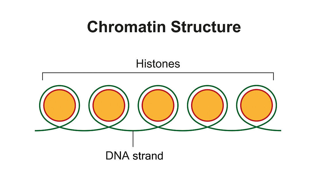 Chromatin structure, illustration