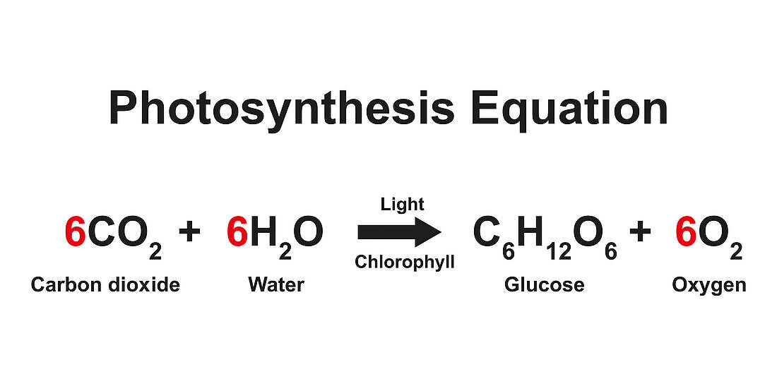 Photosynthesis equation, illustration.