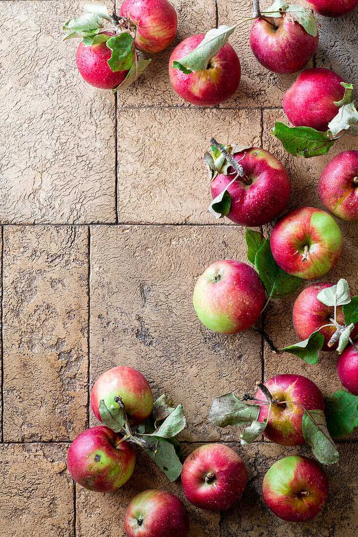 Freshly harvested farm apples with leaves