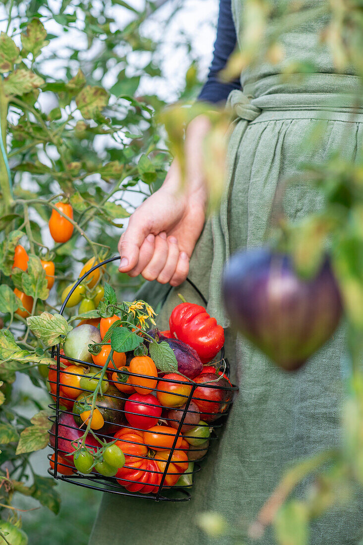 Frau im Garten hält Korb mit bunten Tomatensorten