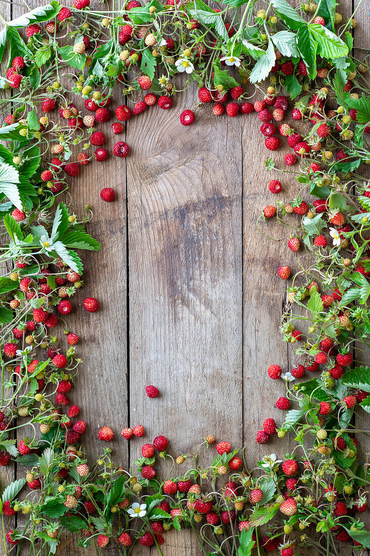 Frame of wild strawberries with flowers and leaves