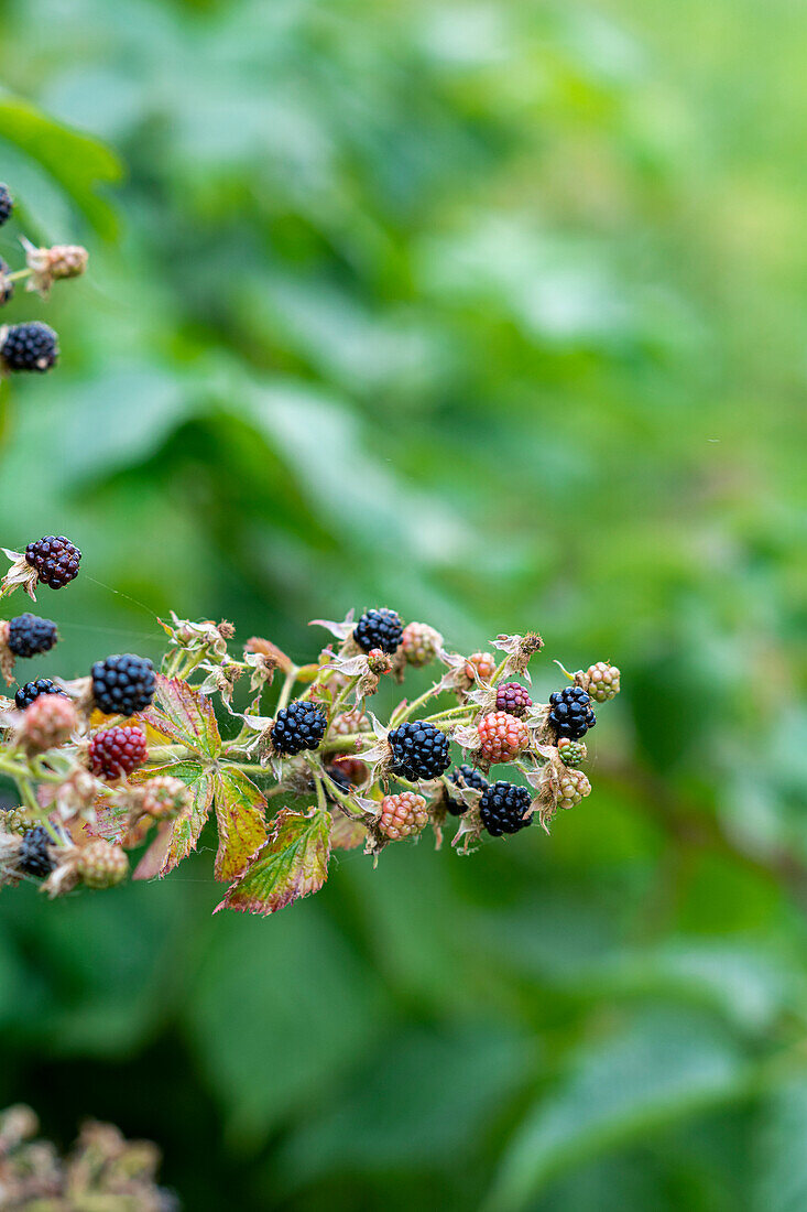 Branch with ripe blackberries