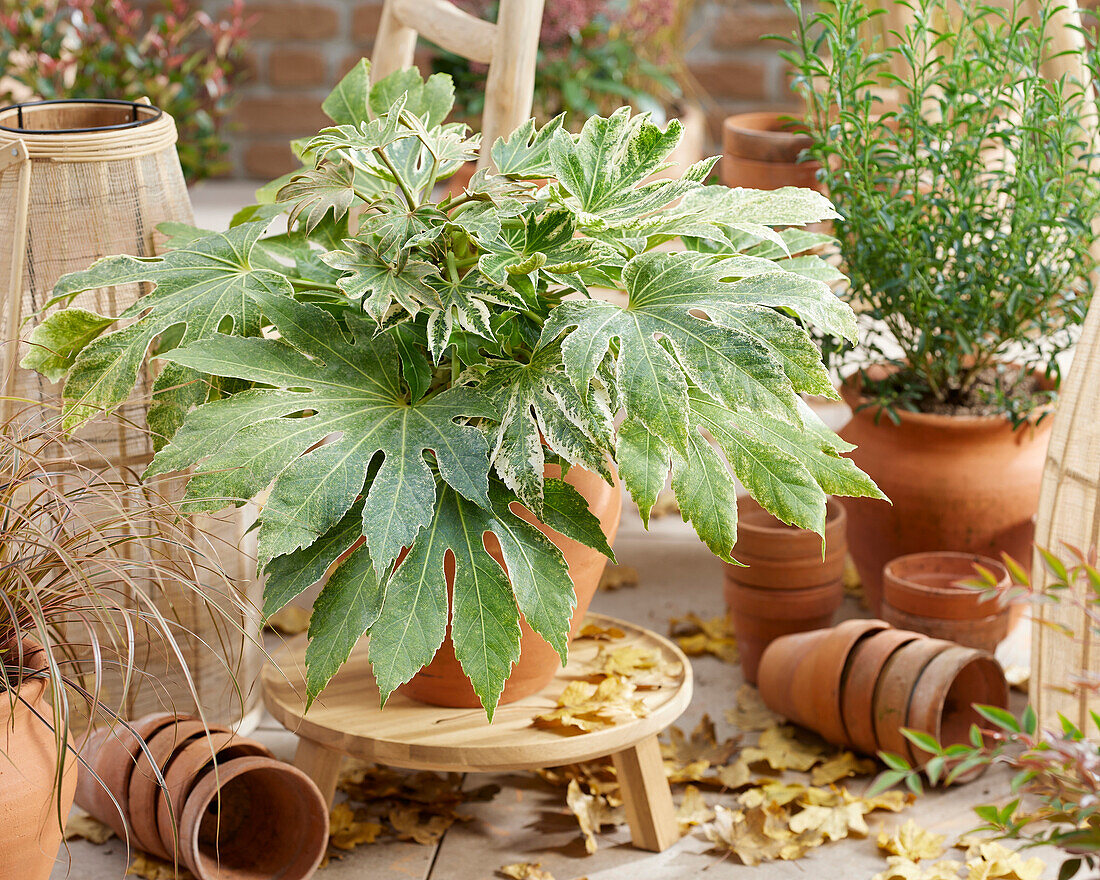 Zimmeraralie (Fatsia japonica) 'Spider's Web'