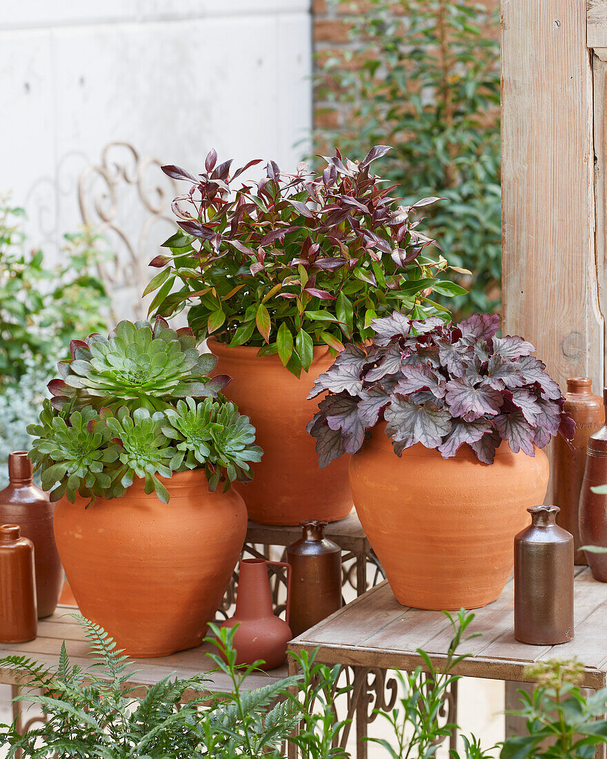 Evergreen terracotta collection