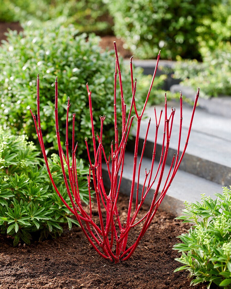 Cornus alba Sibirica