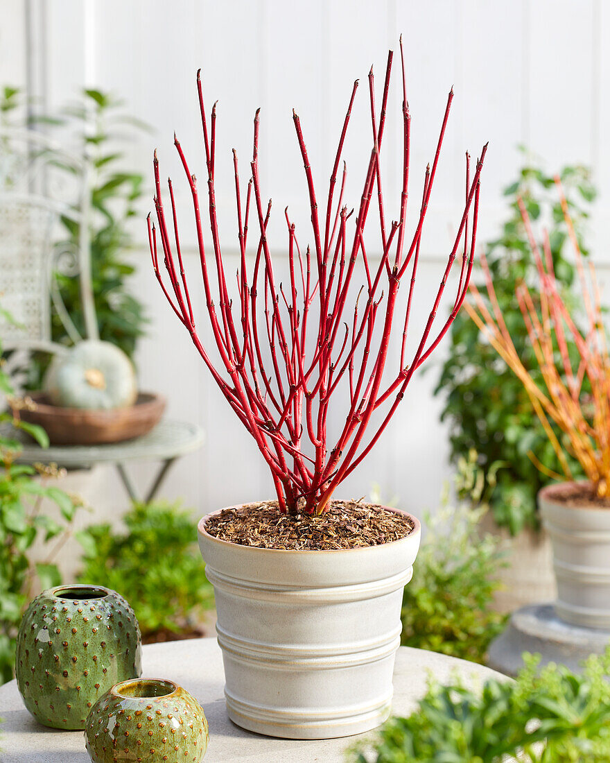 Cornus alba Sibirica