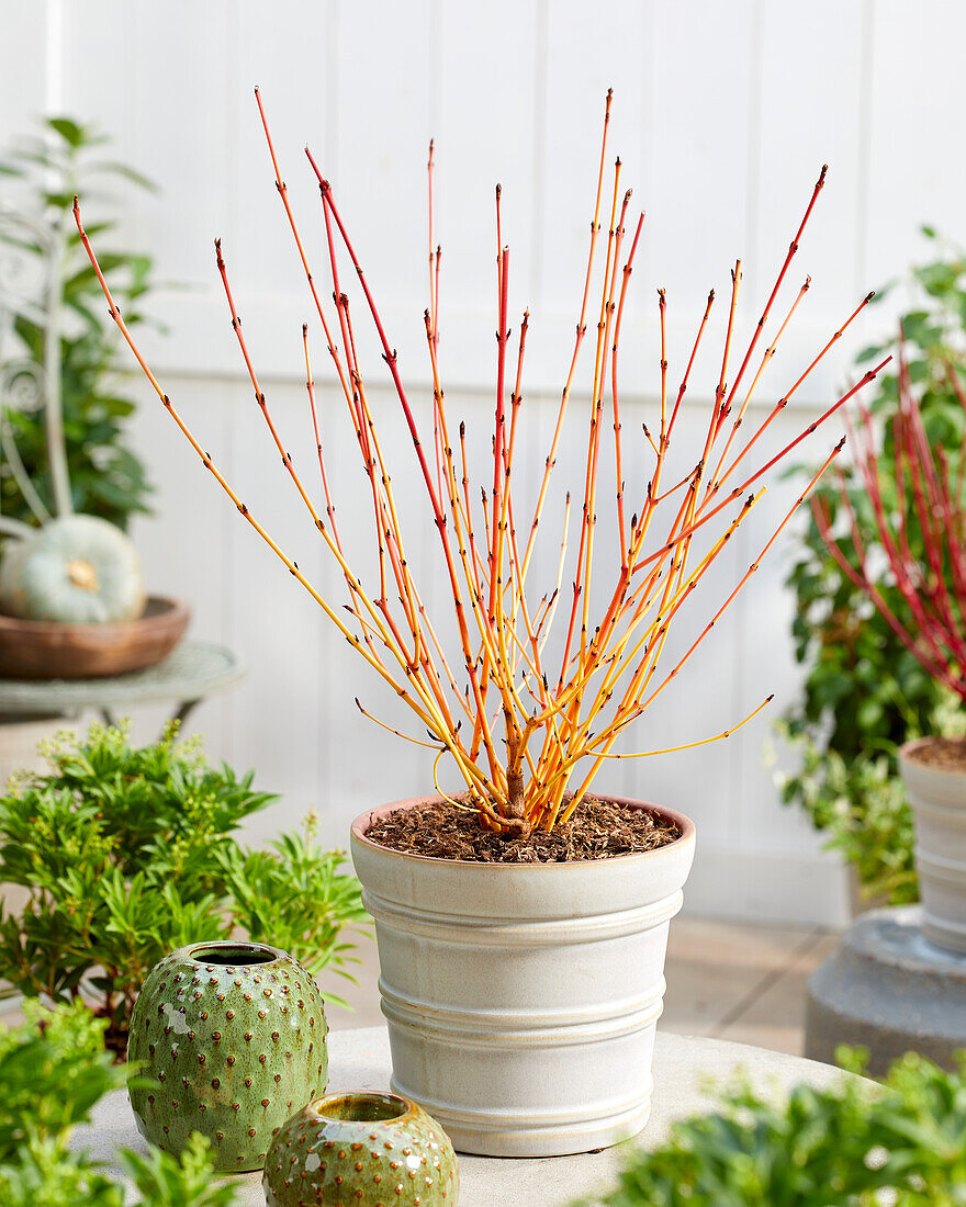 Cornus sanguinea Winter Beauty