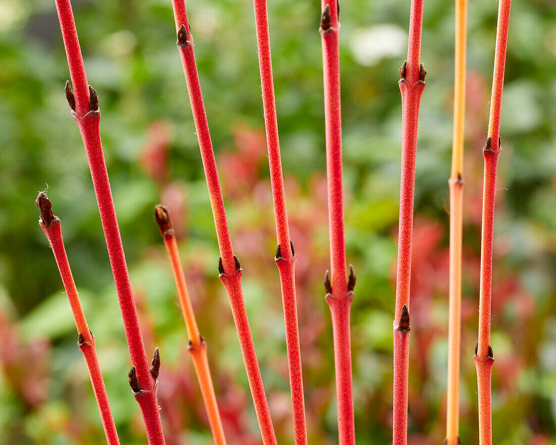 Cornus sanguinea Winter Beauty