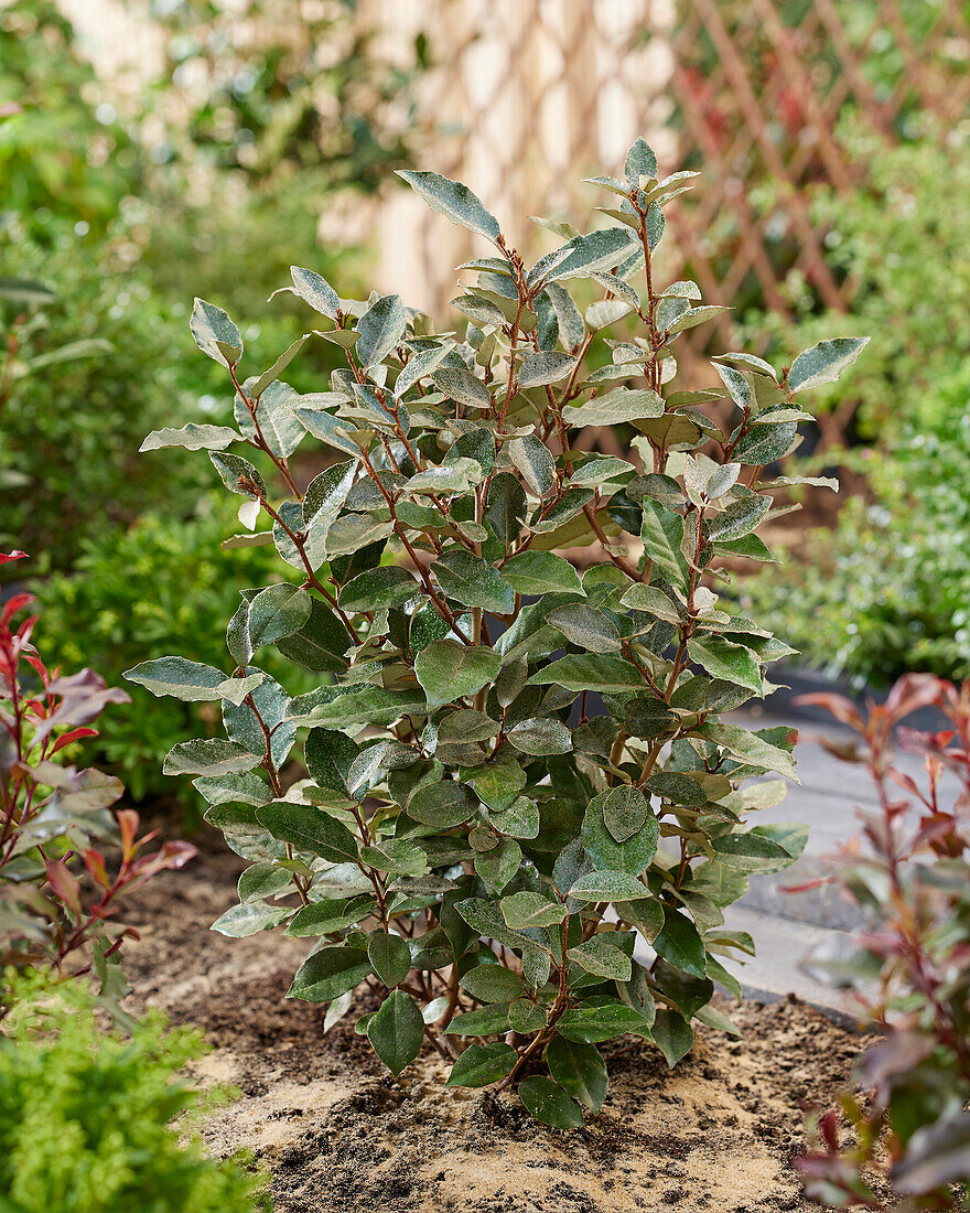 Elaeagnus x ebbingei Compacta