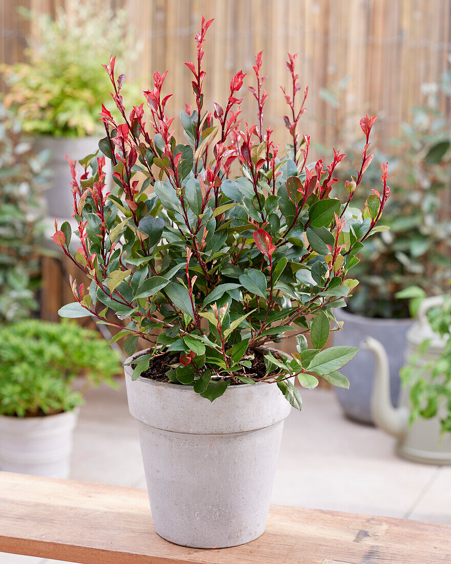 Photinia x fraseri Little Red Robin