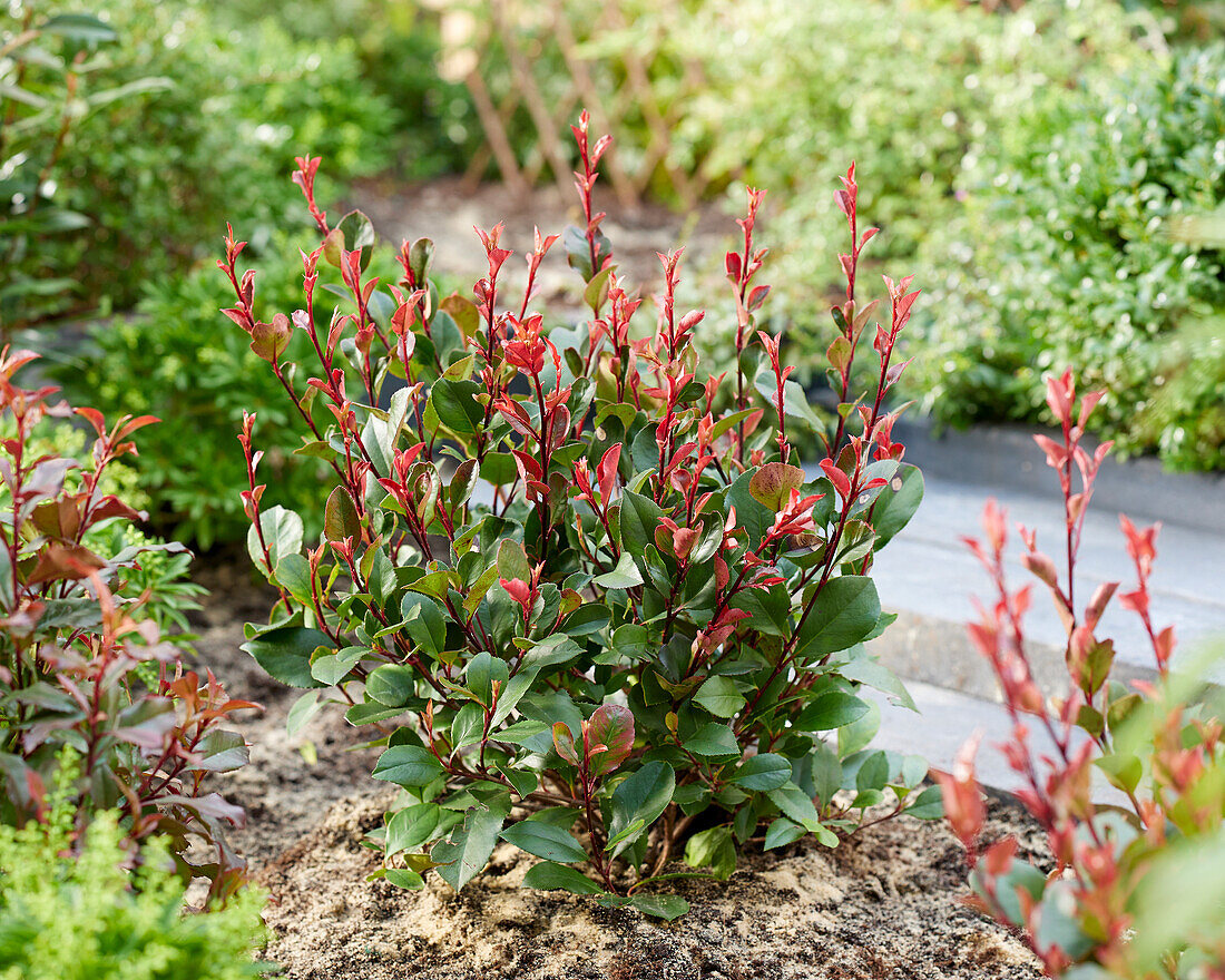 Photinia x fraseri Little Red Robin