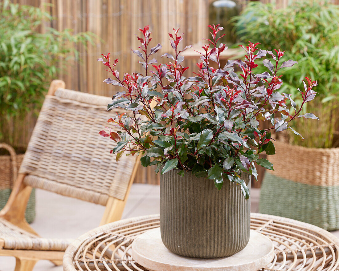 Glanzmispel (Photinia x fraseri) 'Corallina'