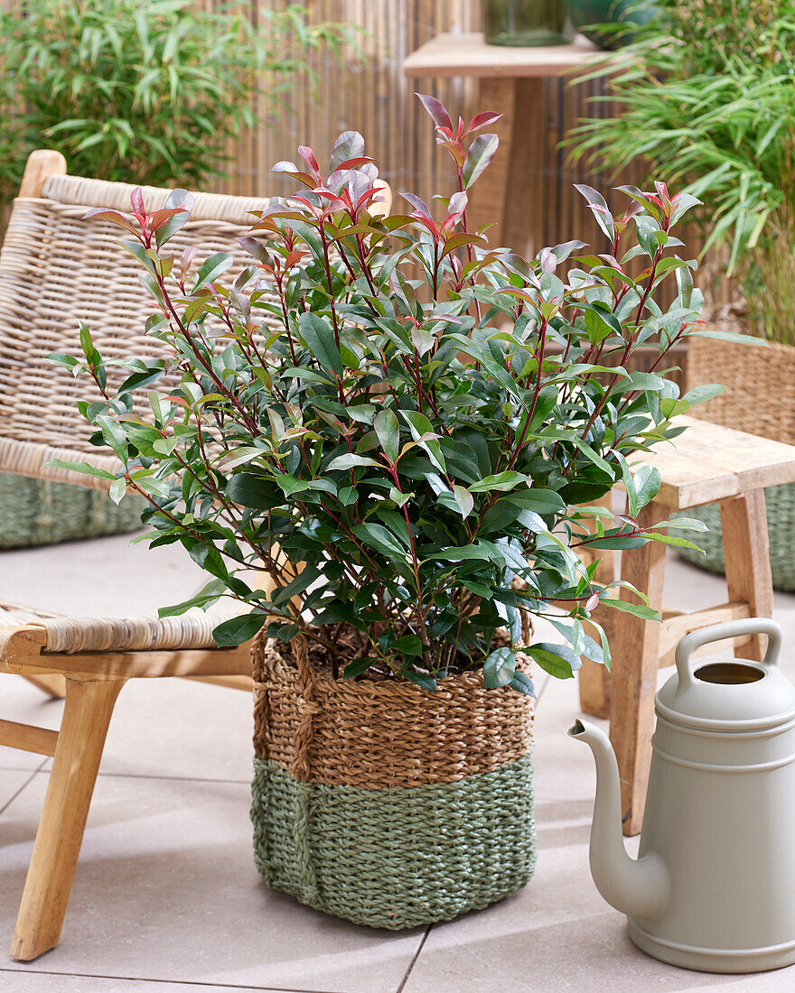 Photinia x fraseri Carré Rouge, Carre Rouge