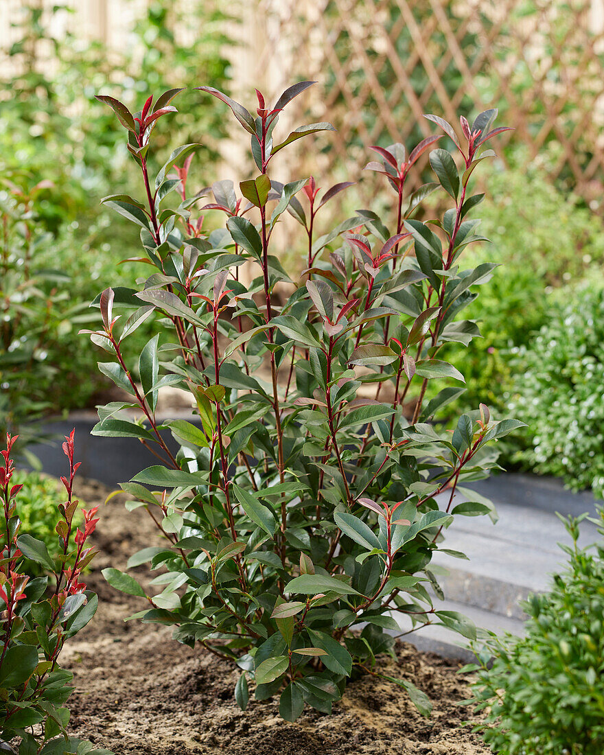 Photinia x fraseri Carré Rouge, Carre Rouge