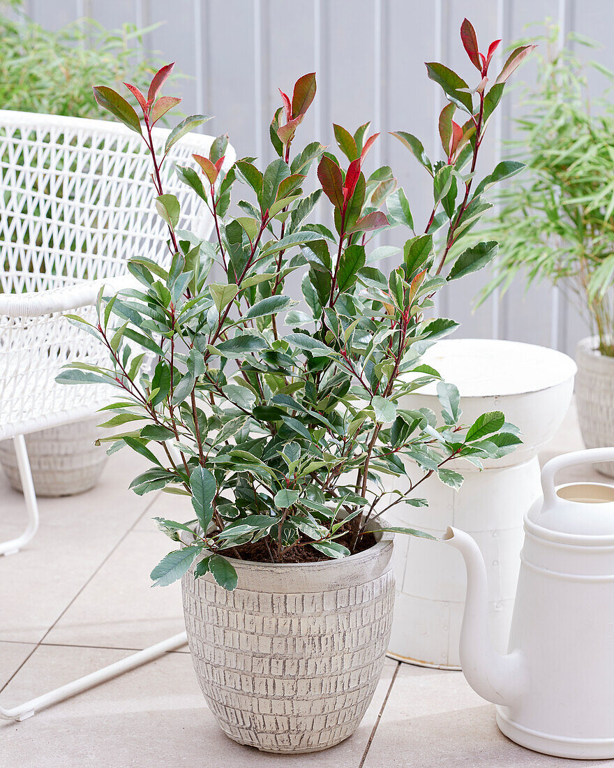 Photinia x fraseri Louise